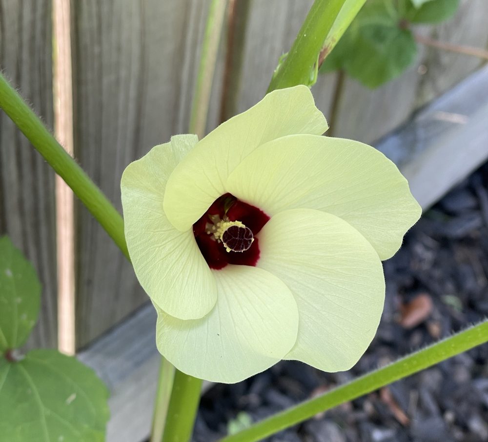 Pale yellow okra flower with a dark red center